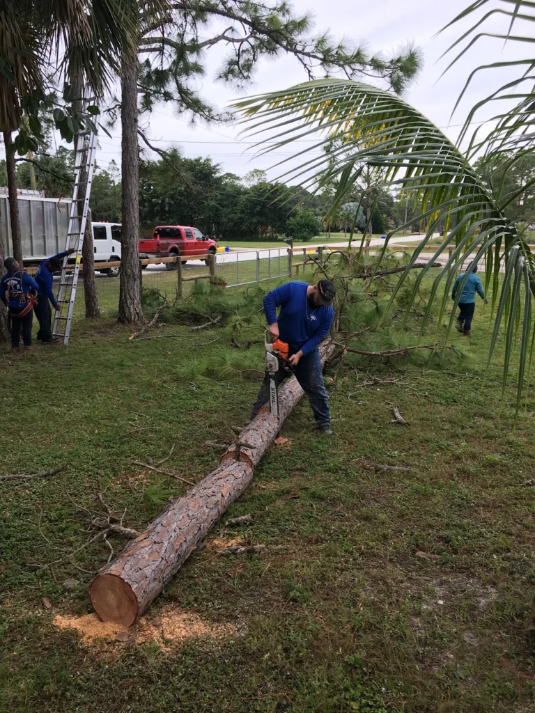 Tree Removal