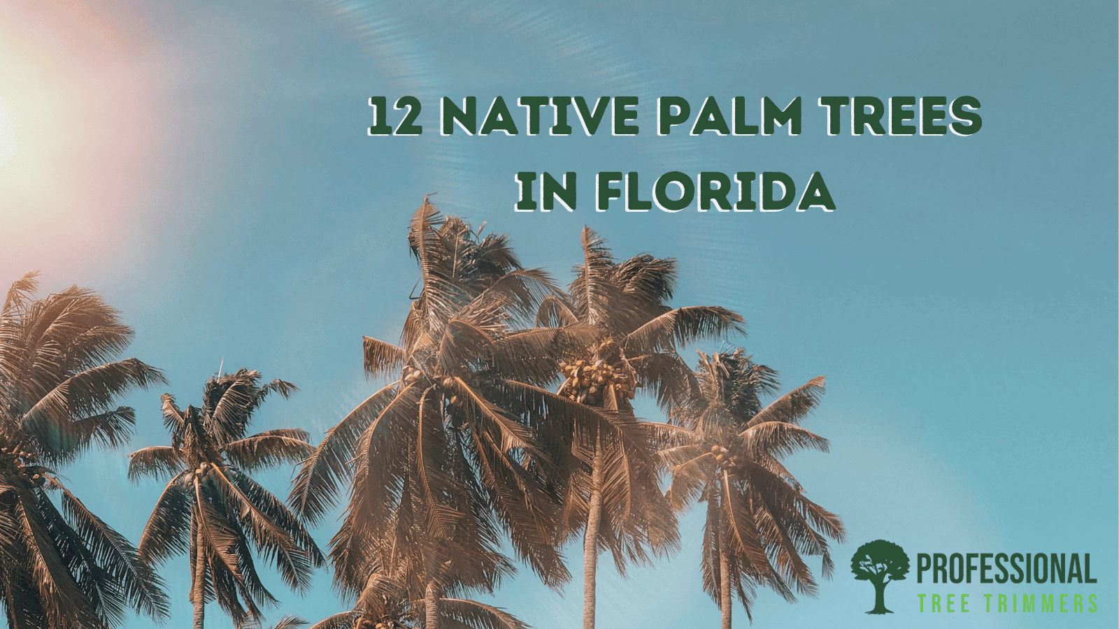 Native Palm Trees