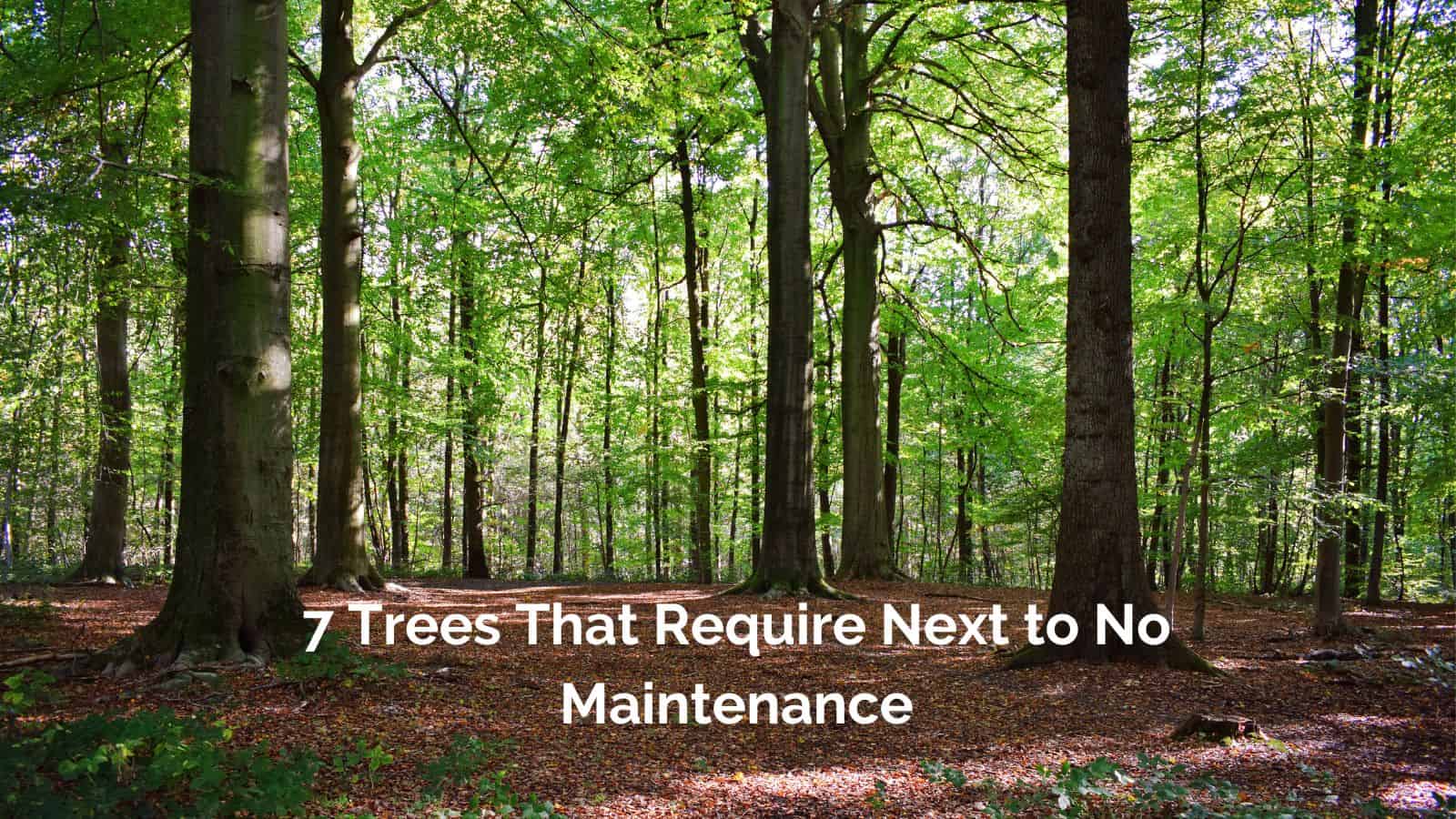 tree requiring no maintenance