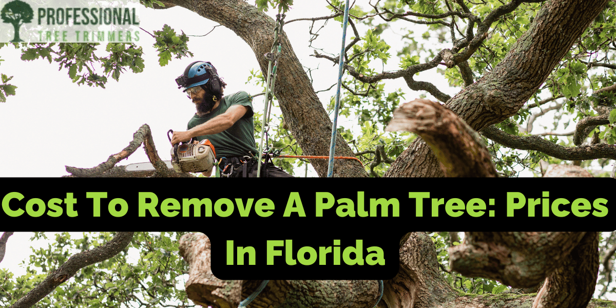 palm tree removal cost
