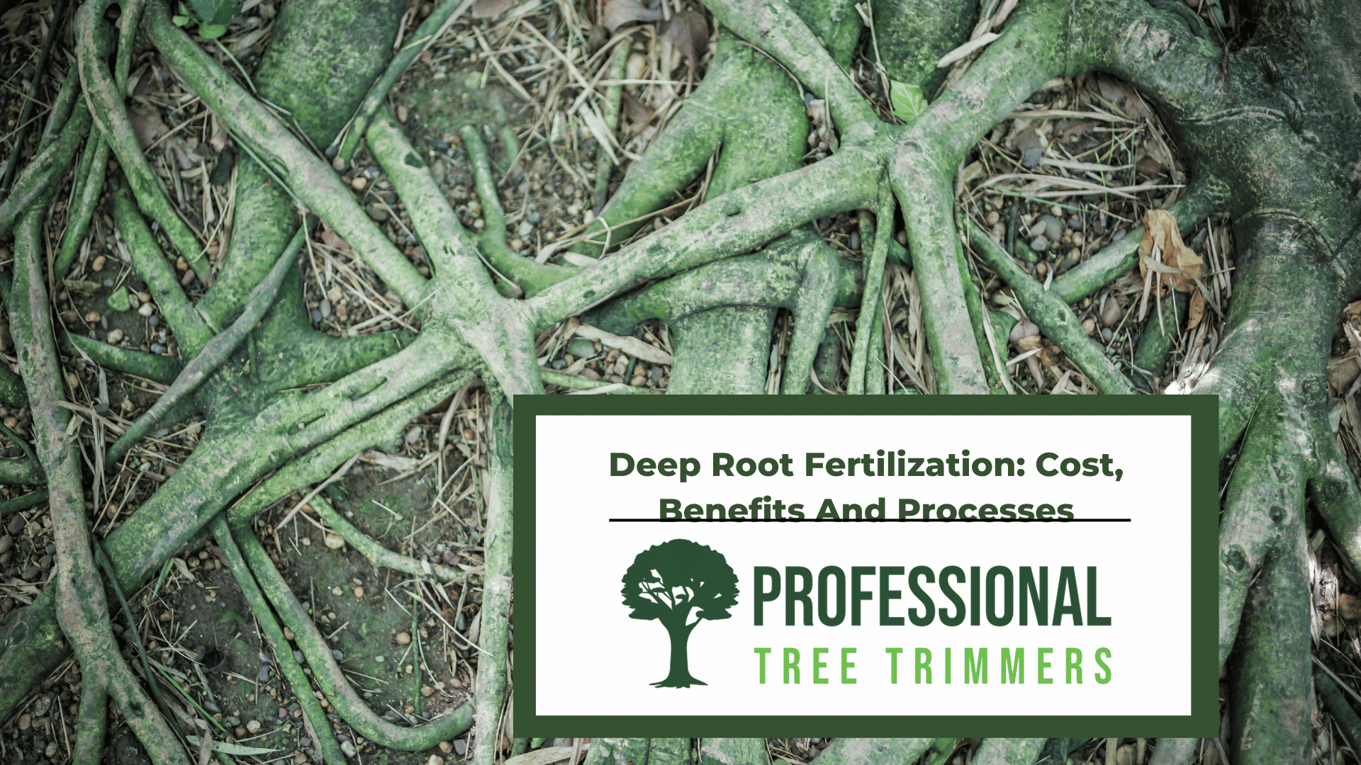deep root fertilization cost