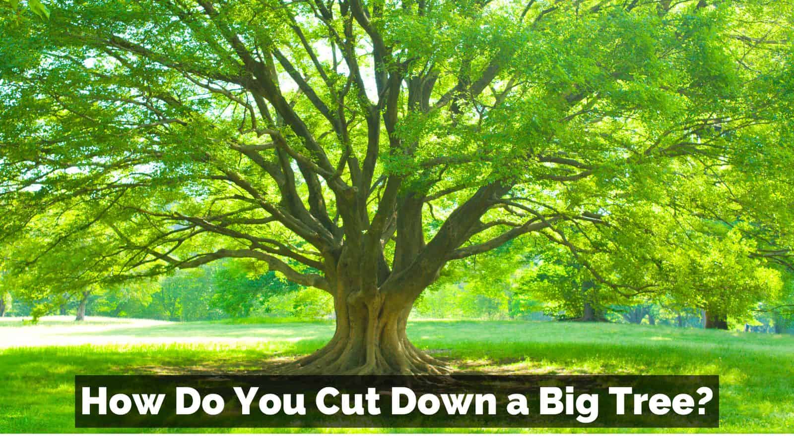 how to cut a big tree