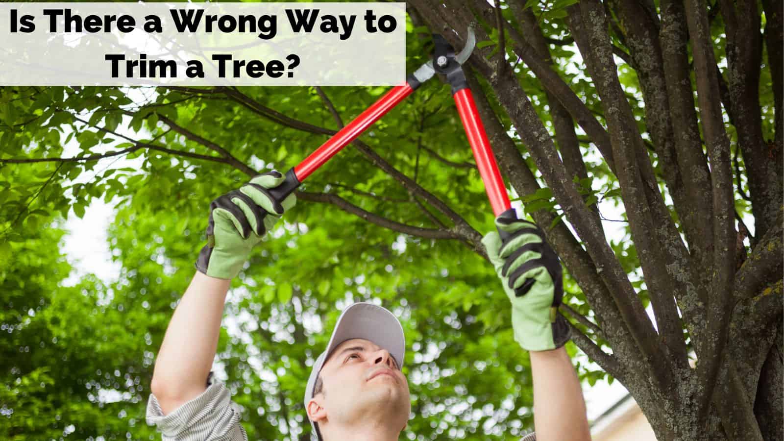Is There a Wrong Way to Trim a Tree