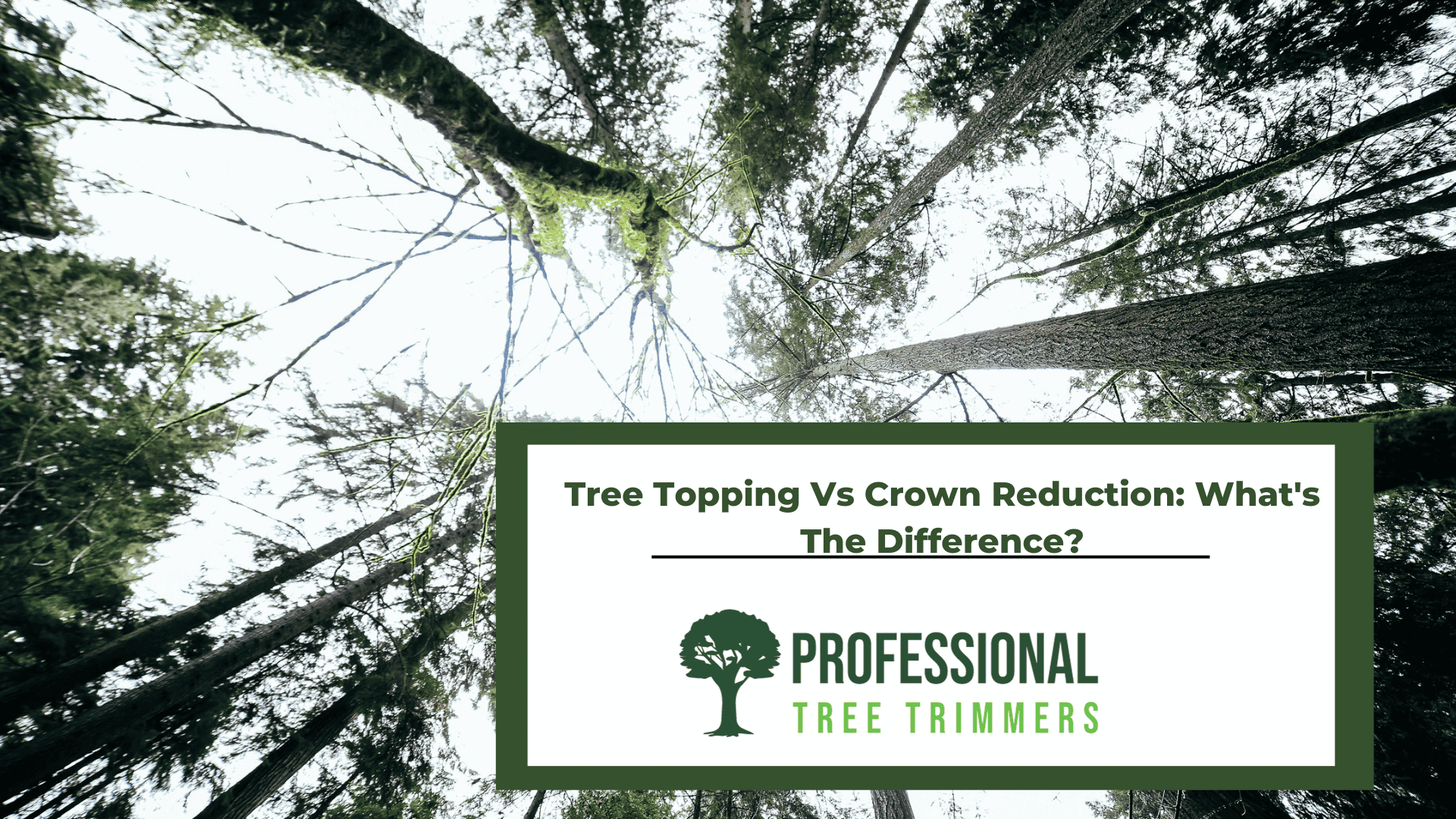Tree Topping Vs Crown Reduction