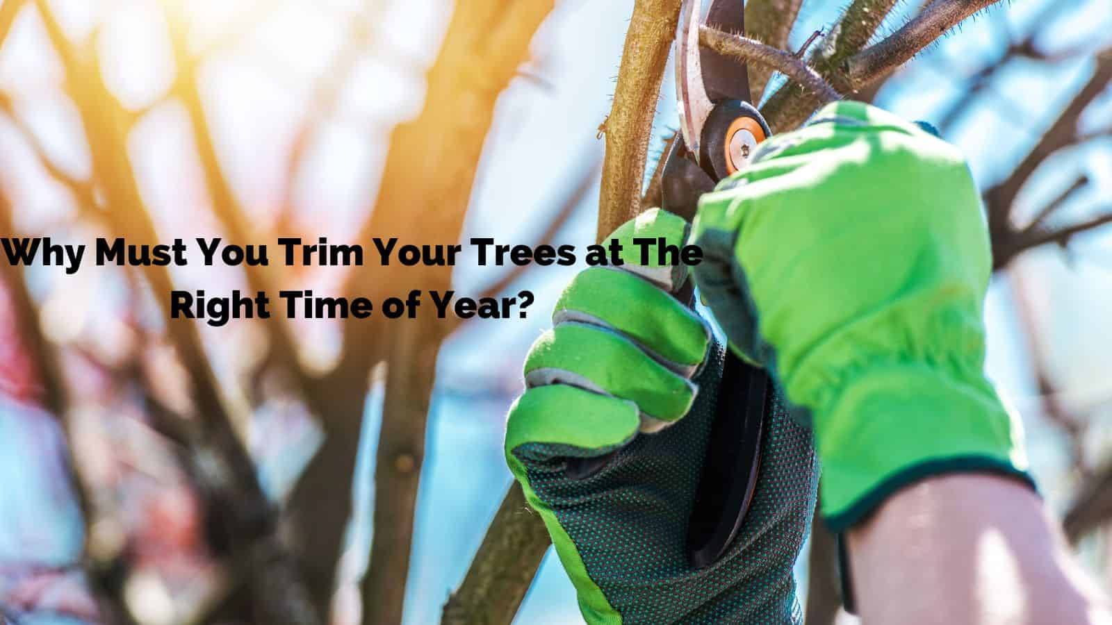 why trim trees at right time of year