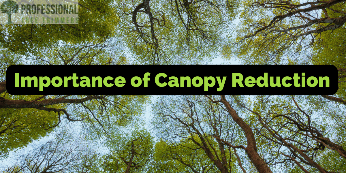 importance of canopy reduction