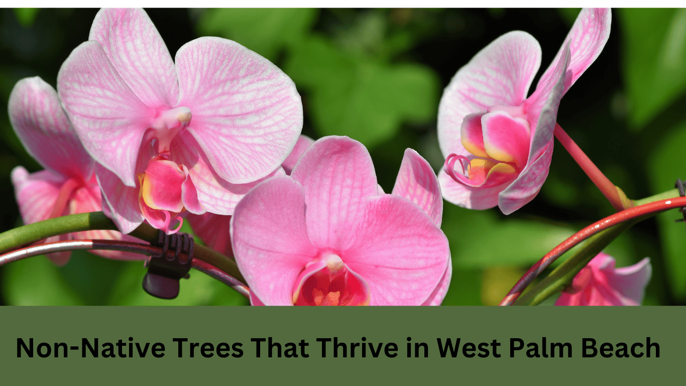 9 Non-Native Trees That Thrive in West Palm Beach