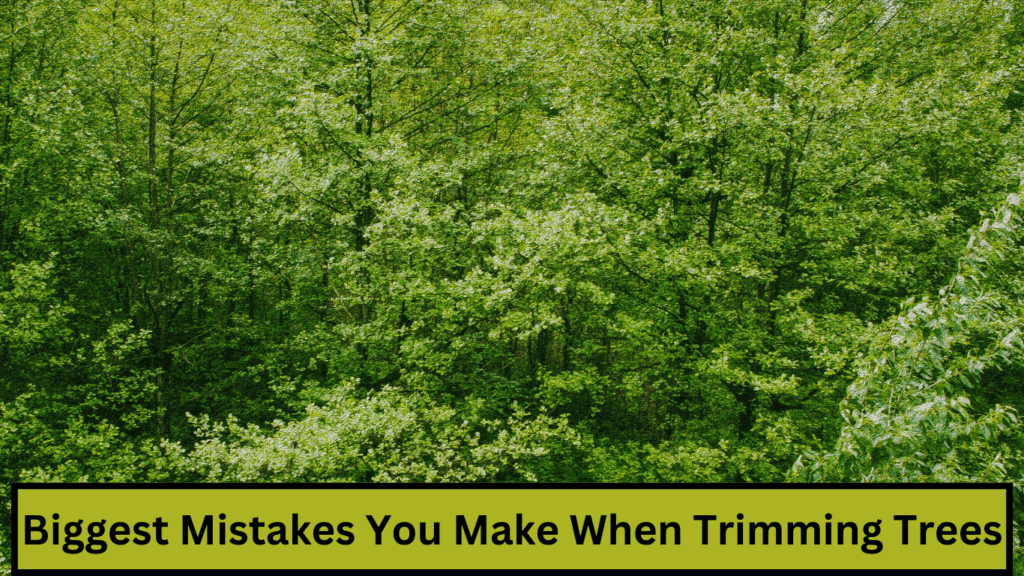 biggest mistakes you make when trimming trees