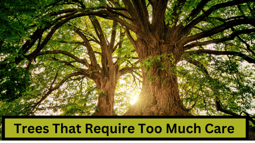 trees that require too much care