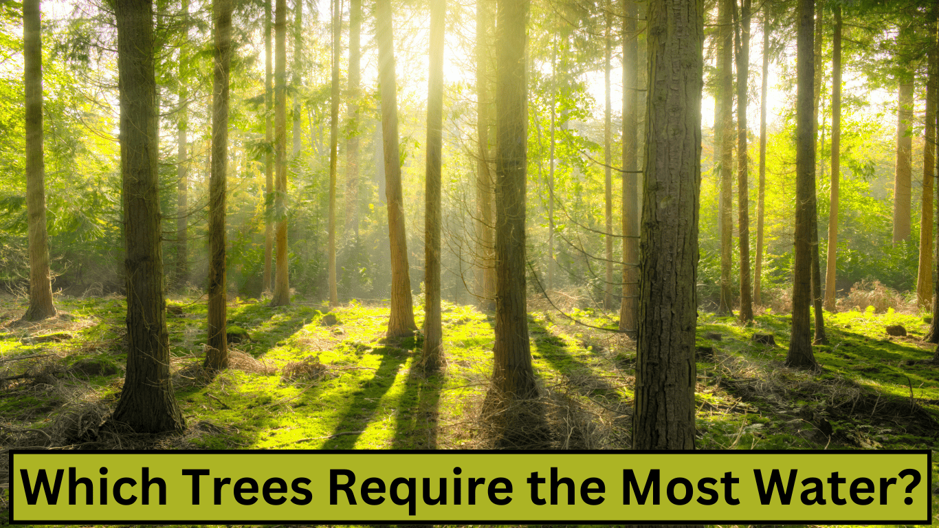 which trees require the most water