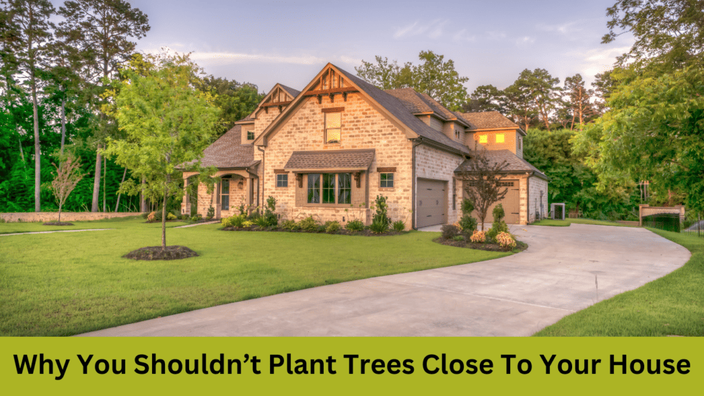 why shouldn't you plant trees too close to your home
