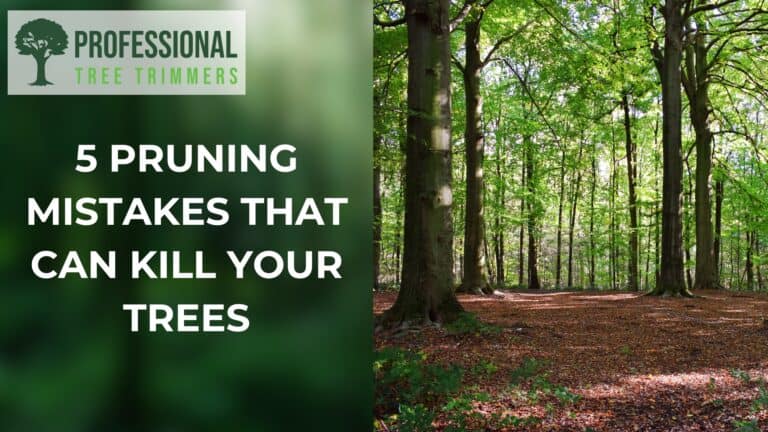 5 pruning mistakes that can kill your trees