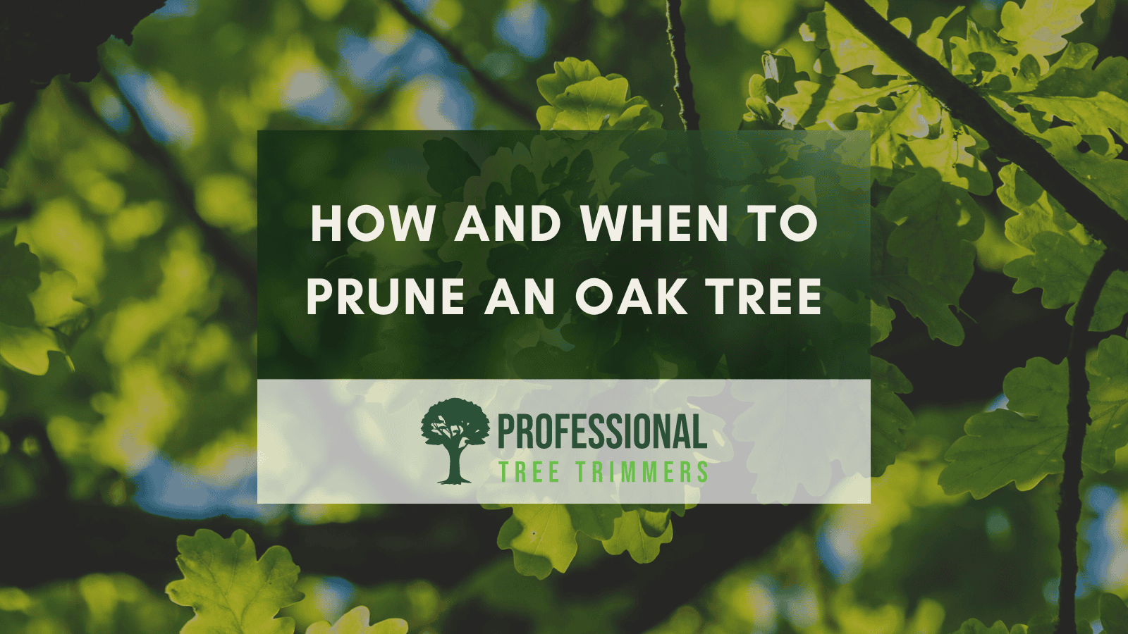 How and when to prune an oak tree