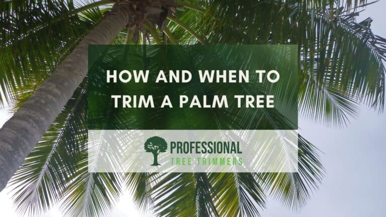 How and when to trim a palm tree